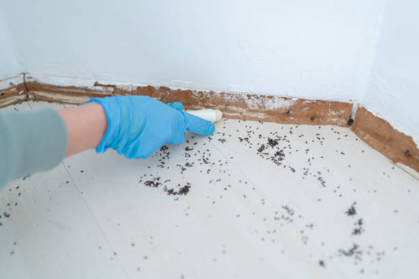 pest control miami