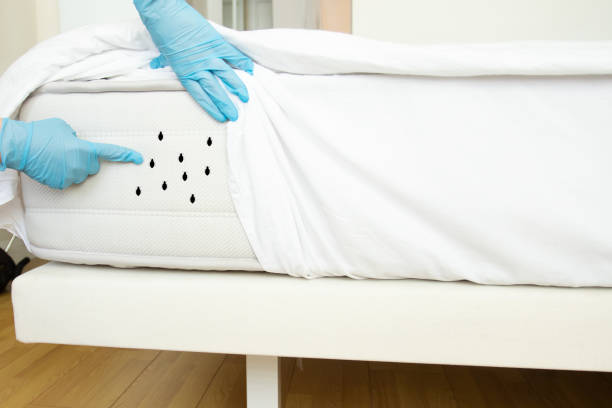 pest control miami