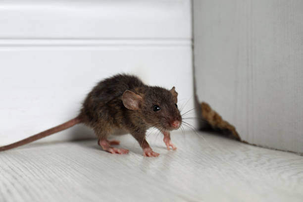pest control miami