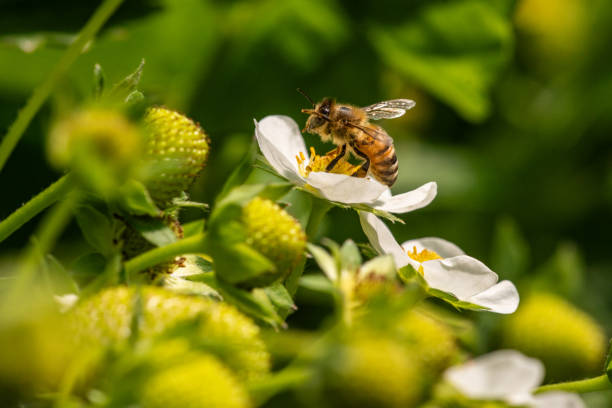 Bee, Wasp and Hornet Removal