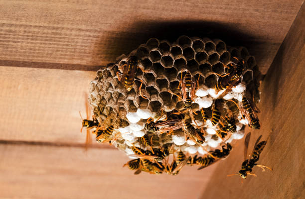 Bee, Wasp and Hornet Removal