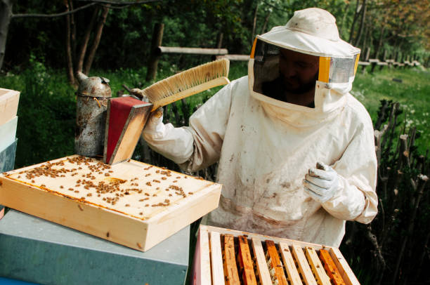 Bee, Wasp and Hornet Removal