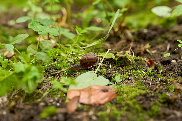 Wildlife Removal Miami