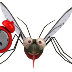 Mosquito Control Miami Mosquito Control Miami